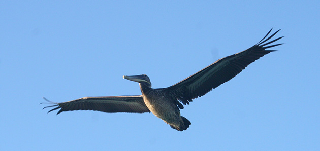 Brown Pelican